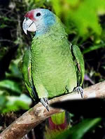 Red-tailed Parrot