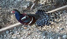 Bar-tailed Pheasant