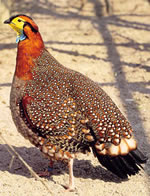 Blyth's Tragopan Pheasant