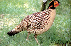 Cabot's Tragopan Pheasant