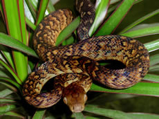 Jamaican Boa