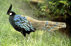 Palawan Peacock Pheasant Facts - Photos - Earth's Endangered Creatures