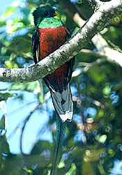 Resplendent Quetzal