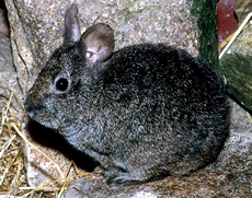 Volcano Rabbit