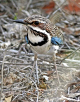 Long-tailed Ground Roller