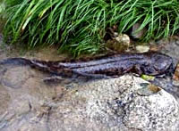 Japanese Giant Salamander