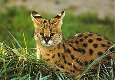 Barbary Serval