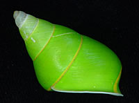 Manus Island Tree Snail