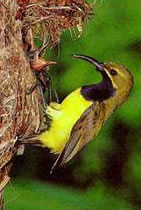 Marungu Sunbird