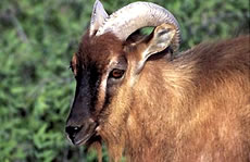 Arabian Tahr