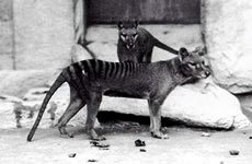 Tasmanian Tiger