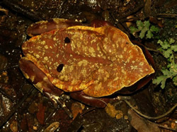 Cameroon Toad
