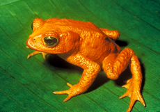 Monte Verde Golden Toad