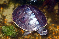 Burmese Peacock Turtle