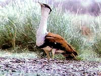 Great Indian Bustard