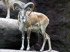 Urial