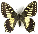 Corsican Swallowtail