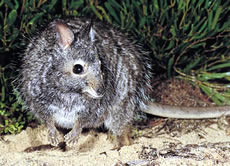 Banded Hare Wallaby