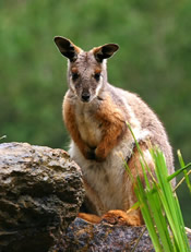 Yellow-footed Rock Wallaby