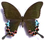 Luzon Peacock Swallowtail