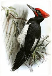 Tristam's Woodpecker