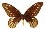 Queen Alexandra's Birdwing Butterfly