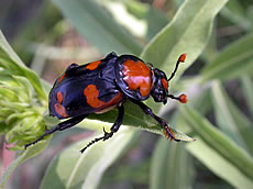 American Burying Beetle