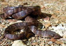 Virgin Islands Tree Boa