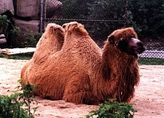 Bactrian Camel