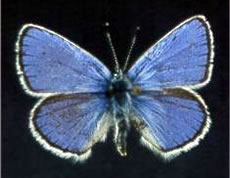 Lotis Blue Butterfly