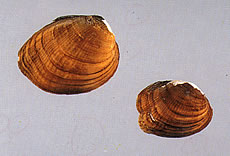 Catspaw Pearlymussel