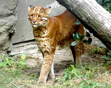 Asian golden cat - Wikipedia