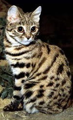 Black-footed Cat