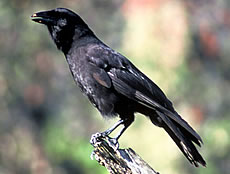 Hawaiian Crow