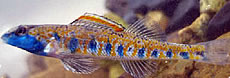 Bluemask Darter