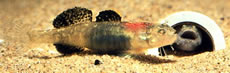 Tidewater Goby