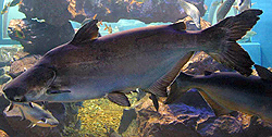 Thailand Giant Catfish