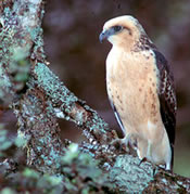 Hawaiian Hawk