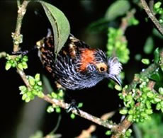 Crested Honeycreeper