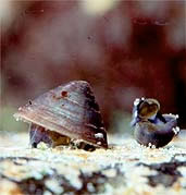 Banbury Springs Limpet