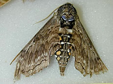 Blackburn's Sphinx Moth