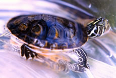 Plymouth Red-bellied Turtle