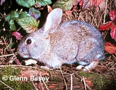 Riparian Brush Rabbit