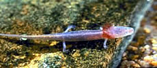 Barton Springs Salamander