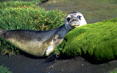 Caribbean Monk Seal