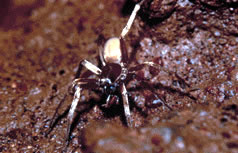 Kauai Cave Wolf Spider