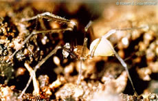 Tooth Cave Spider