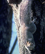 Delmarva Peninsula Fox Squirrel