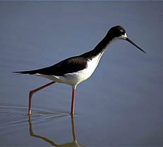 Hawaiian Stilt