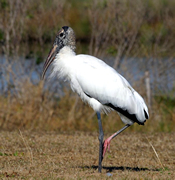 Wood Stork